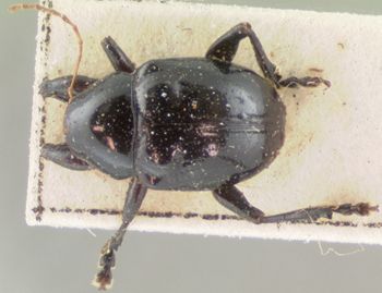 Media type: image; Entomology 9801   Aspect: habitus dorsal view